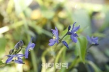 [e주말] 야생화 핀 가을 숲에서 탐스러운 하루