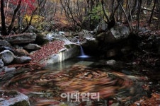 [여행] 농익은 가을은 비단이다…충북 제천