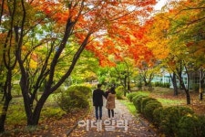 [여행] 멀리 가기엔 너무 가까운 단풍
