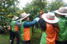 주택금융공사 임직원, 1사 1촌 거제 와항마을에서 유자수확 일손 도와