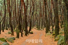 [여행] 겨울의 木소리…이 길이 명품이로세