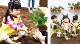 도심 속 딸기 체험…유아체험장 고마워 토토