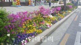 [동네방네]중구 가로수 아래 띠녹지 꽃밭으로 재탄생