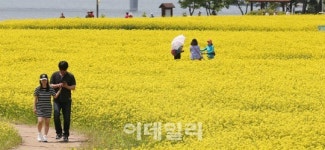 [포토]유채꽃 가득한 구리한강시민공원