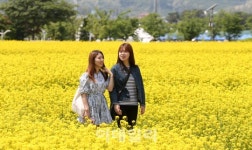 [포토]노란물결에 심취한 女心