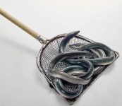 5월에 잘 나가는 보양식 알아보니..장어·오리