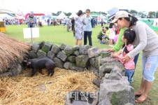 [포토] 제주 도새기 축제2