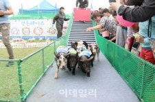 [포토] 제주 도새기 축제3