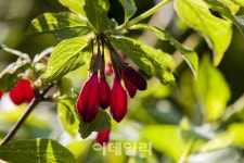 빈방없는 황금연휴…차라리 숲길 산책 할까