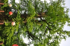 국립산림과학원, 천연기념물로 지정된 은행나무 22본 DNA 지문 작성