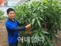발전소 배출수로 망고 재배…하우스 난방비 80% 줄였죠