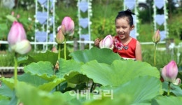 [포토]연꽃 미소가 활짝~