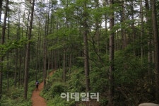 [여행] 석탄 나르던 그길 하늘길 되다…강원 정선