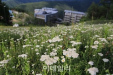 [여행] 석탄 나르던 그길 하늘길 되다…강원 정선