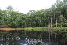 [여행] 석탄 나르던 그길 하늘길 되다…강원 정선