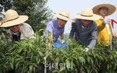 [포토]허창수 전경련 회장, 1사1촌 자매마을 고구마캐기 체험