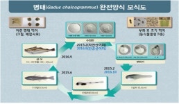 우리 손으로 키운 ‘국산 명태’ 밥상에 오른다