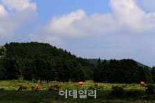 [여행] 삼다도의 가을은 하늘부터 물든다