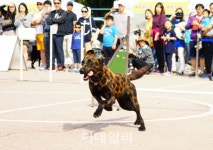 [포토] 행복한 양천 반려견 문화축제 - 장애물 넘기 성공