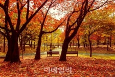 [포토] 오색빛으로 물든 도심의 예쁜 단풍길 - 신월근린공원
