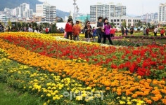 [포토]제16회 마산가고파국화축제, 국화길 따라
