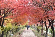[포토]서울 단풍명소 안양천 제방길