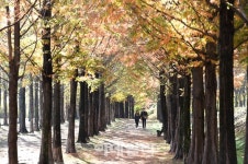 [포토]서울 단풍명소 메타세콰이어 길