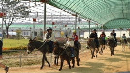 홍천동키허니랜드 승나·당나귀 우유 족욕 등 이색체험, 관광객 호응