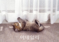 고양이 분양 증가 추세에 따른 직거래 포털 캣조아 인기