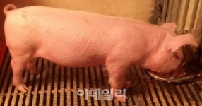 충남도, 장기 이식 실험용 미니돼지 연구 2017년 착수