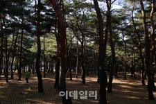 [여행] 차가운 파도가 벗…강릉 겨울바다서 위로받다