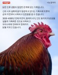 [카드뉴스] 나는 닭이다