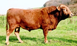 [포토] 한우 보증씨수소  선발