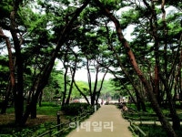 [포토] 서울 전망 좋은곳, 테마산책길 40개소 - 소나무숲길