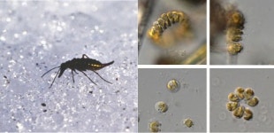 빙하기에도 살아남은 빙하곤충 등 26종 발견
