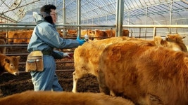 AI·노로바이러스·구제역까지…먹을거리 비상