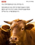 [카드뉴스] 우리 소가 아파요