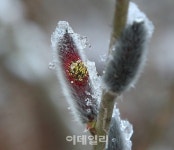 [포토]봄의 전령사 버들강아지 시샘하는 눈-1