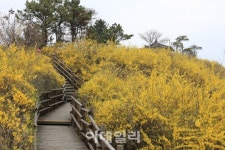 [포토] 봄나들이 좋은 서울 꽃길 - 응봉산 개나리
