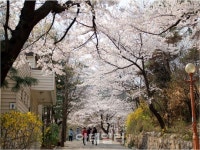 [포토] 봄나들이 좋은 서울 꽃길 - 삼청공원