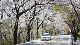 [포토] 봄나들이 좋은 서울 꽃길 - 광진구 워커힐