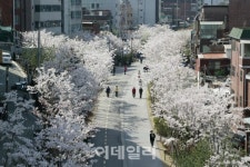 [포토] 봄나들이 좋은 서울 꽃길 - 마포구 경의선숲길 벚꽃