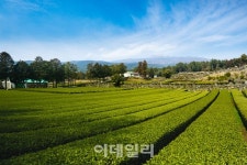 [e주말] 꽃길만 걷게 해줄게