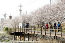 프란치스코 교황이 방문한 충남 서산서 즐기는 벚꽃향연