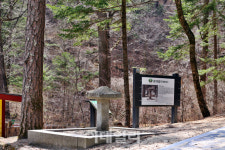 [여행] 눈부신 연두빛에 물들다…오대산 천년숲 선재길