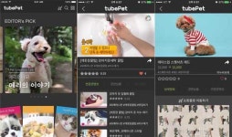 고양이 매니아와 반려동물 인구 위한 영상정보앱 `튜브펫` 출시
