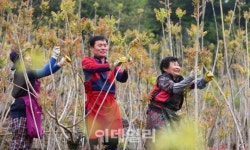 [포토]지리산 자락에선 옻순따기가 한창