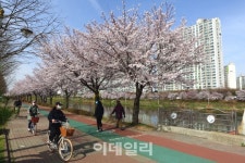 [가족하이킹①] 유유히 흐르는 안산천따라 달리다 안산자전거길