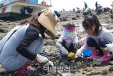 "충남 당진에서 온 가족과 함께 바지락 캐기 체험해봐요"