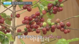 [이데일리TV 성공징검다리]토종 커피를 아시나요? 커피나무 숲 안광덕 회장